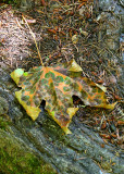 28 fall leaf camouflage