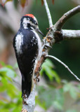 Hairy woodpecker