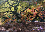 119 pt defiance park 2013