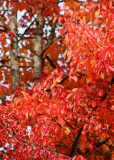 20 chinese red leaves and trunks