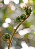 27 fiddlehead