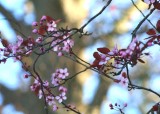 31 trunk and plum blossom buds