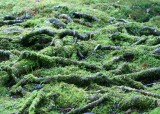 36 moss and roots