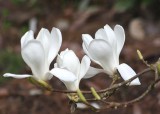 36 three magnolia