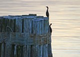 11 twilight cormorants