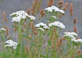 25 yarrow and grass seed heads