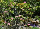 20 wild rhodies and lupine