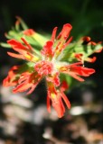 15 single indian paintbrush