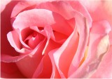 02 pink rose
