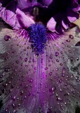 06 dark purple iris