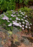 33 alpine flowers