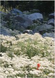 80 indian paintbrush in a sea of pearly