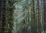 3 hoh forest