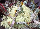 32 lichens