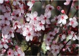 03 plum blossom