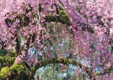 05 cherry blossom heaven