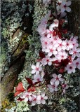 13 plum blossom and lichen