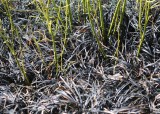 20 black japanese grass green twigs