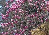 23 magnolia, sky, and catkins