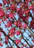 26 flowering currant