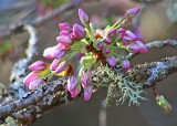 36 blossom buds and lichen