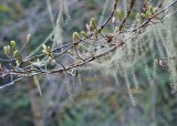 67 usnea and spring buds