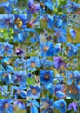 15 blue poppy quilt
