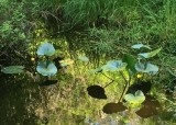 Shady pond at Elfendahl Pass