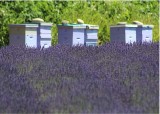 83 lavender and hives