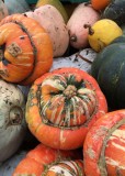 20 gourds straight from the field