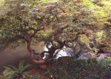 22 japanese maple by pond