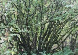 3 alder thicket