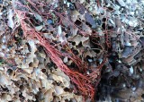 05 seaweed strands