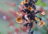 winter hydrangea with background berries