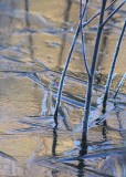 06 first light on ice and twig