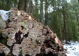 turkey tail in the forest