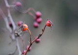 rose hips and berries