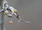 2 yellow witch hazel buds