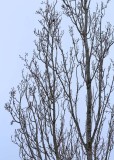 6 no snow, no birds, just plain branches
