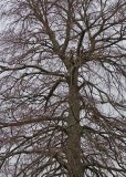 many branches of a winter tree