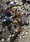 08 shells, seaweed, sand