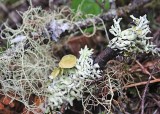 25 usnea and beaded bone lichen