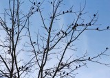 26 starlings