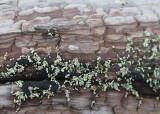 32 lipstick cladonia lichen