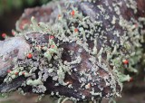 33 lipstick cladonia lichen