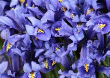 Blue, Purple Flowers
