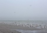 36 gulls