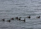 38 Brant Geese