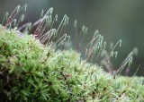 42 fruiting stalks of moss