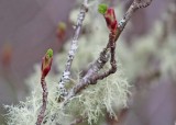 43 red flowering currant